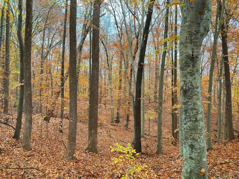 Bieganie na czczo – czy to dobry pomysł?