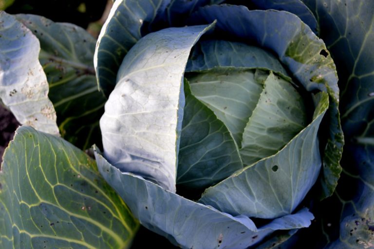 Gołąbki z ryżem i kotletami sojowymi – klasyka w wersji fit