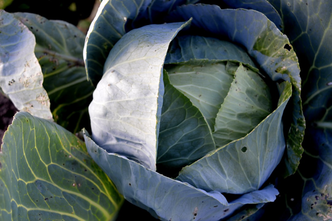 Gołąbki z ryżem i kotletami sojowymi – klasyka w wersji fit